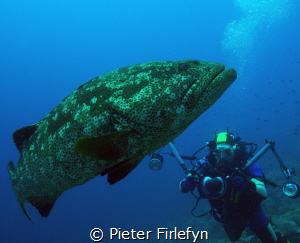 Grouper by Pieter Firlefyn 